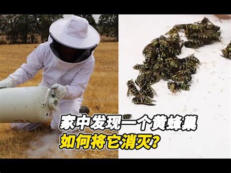 黃蜂入屋風水|2024蜂巢處理最新指南